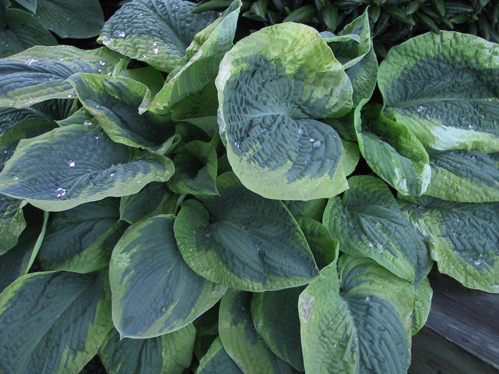 Hosta Hybride Samurai 02.jpg